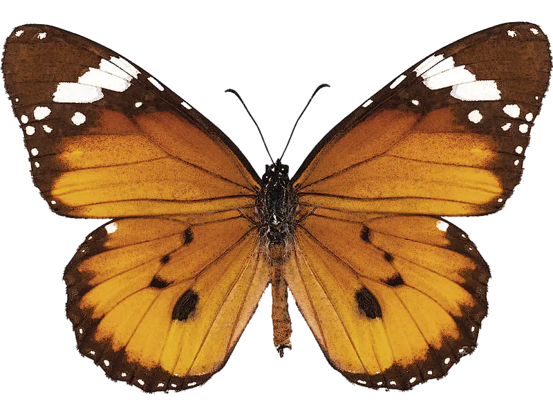 danaus chrysippus